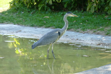 Heron standing in a pond