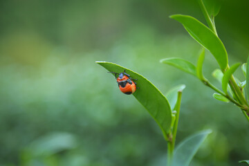 Fresh tea  leaves.