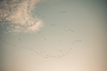 clouds, sky and birds
