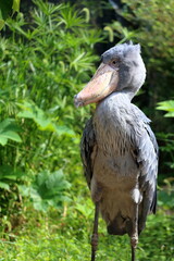 ハシビロコウ　寝ぐせ