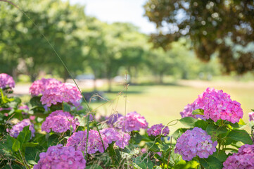 高塔山公園に咲くアジサイ