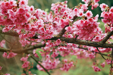 Vintage sakura or cherry blossom