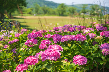 Obraz premium 高塔山公園に咲くアジサイ