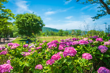 高塔山公園に咲くアジサイ