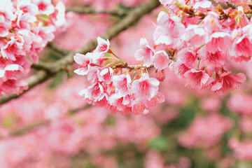 Vintage sakura or cherry blossom