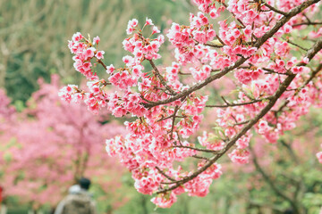 Naklejka na ściany i meble Vintage sakura or cherry blossom