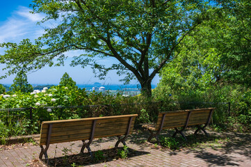 高塔山公園に咲くアジサイ