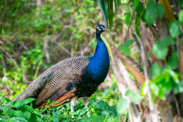 Naklejka premium peacock in the garden
