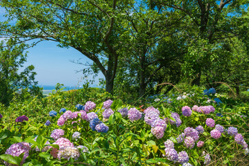 Obraz premium 高塔山公園に咲くアジサイ