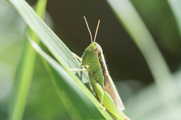 イネの害虫コバネイナゴ