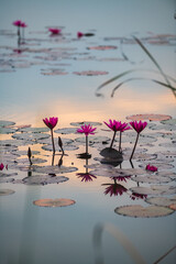 red lotus in the peaceful lake in sunset
