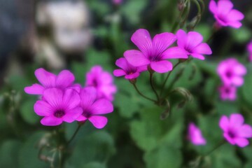 pink/purple flowers
