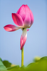 pink lotus flowers closed up