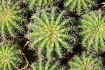 close up of cactus