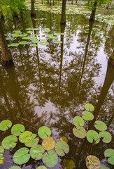 reflection of pond cypress trees on the lake