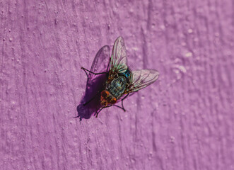 Fototapeta na wymiar Insects, fly, 