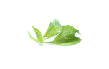 Spinach leaves close up isolated on white