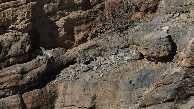 Snow leopard cubs  near Kibber, Spiti valley of Himachal Pradesh, India