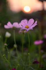Obraz premium pink daisy flowers in sunset