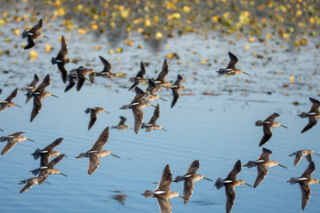 A flock of Long-billed dowitchers flying in the air.  Vancouver BC Canada

