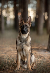 beautiful dog german shepherd breed in the forest