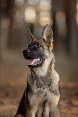 beautiful dog german shepherd breed in the forest