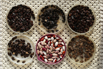 Drying of black seeds of different varieties of watermelons, and beans, in round plastic lids.