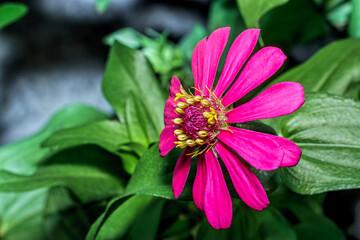 zinnia elegans flower is blooming and looks beautiful