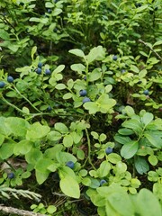 plants in the garden