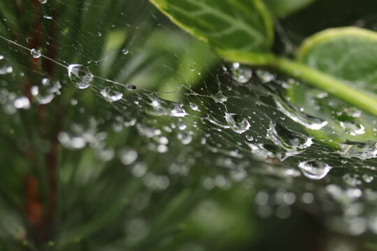 krople rosy na pajęczynie