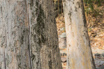 Teak Trees in Thailand precious hardwoods one of the last major areas of tropical forest in Asia