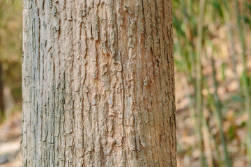 Teak tree in the forest with blurred background