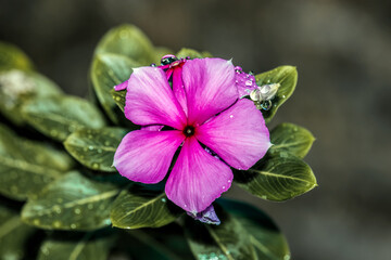vinca or periwinkle is in bloom and looks beautiful