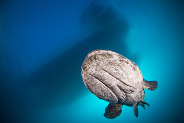 A Large potato cod swims over the sand