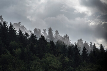 VELEBIT MOUNTAIN - September 2020 - Hill slope covered with coniferous forest. Hill slope in fog during cloudy day