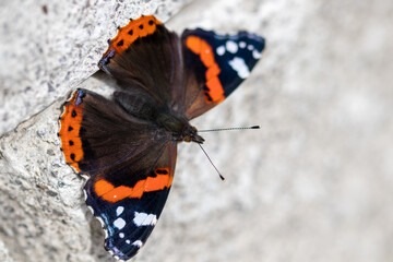 Schmetterling Admiral