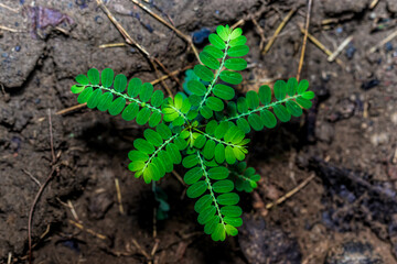 close-up of the mimosa tree above ground