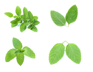 mint leaves isolated isolated on white (set  mix   collection)