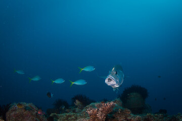 Obraz premium A Trevally with its mouth open