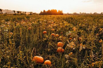 pumpkins in the field