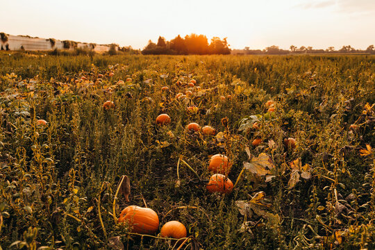 pumpkins in the field