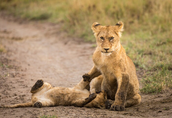 Fototapeta na wymiar Two young lion cubs playing in dirt in Serengeti in Tanzania