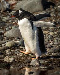 Fototapeta premium Gentoo penguin (Pygoscelis papua), Antarctica