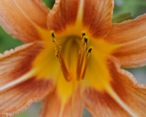Exotic flower on dark green tropical foliage nature background. Orange lily flower. 