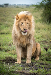 Vertical portrait of a male lion in Ndutu in Tanzania