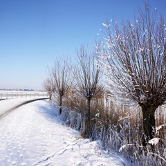 Typical Dutch polder landscape in winter  with freshly fallen snow on a row of pollard willows - obrazy, fototapety, plakaty