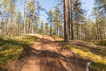 The road in the forest, north of Russia. Many pine trees