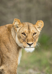 Vertical portrait of a lioness looking at camera in Ndutu in Tanzania