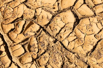 Dried cracked earth