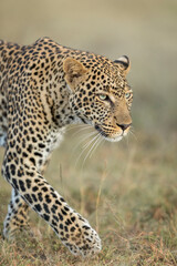Fototapeta na wymiar Vertical portrait of an adult leopard in Masai Mara Kenya